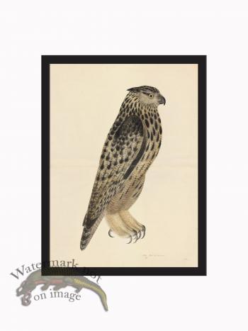 Rudbeck CFA_BF 08 Eagle Owl